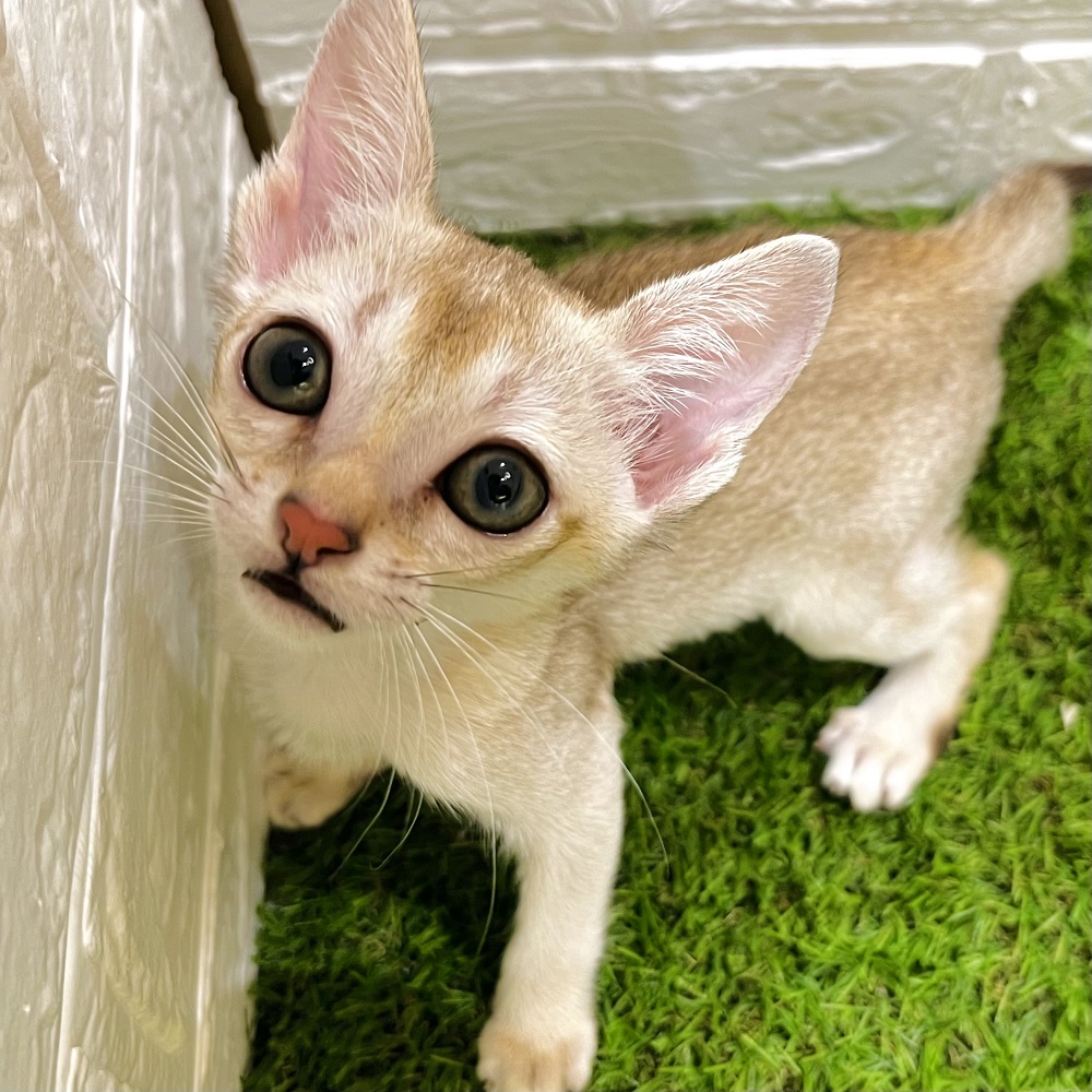 本日はねこちゃん祭り🐾かわいいねこちゃん達が仲間入りです！ペット